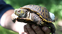 Box turtle with tracker