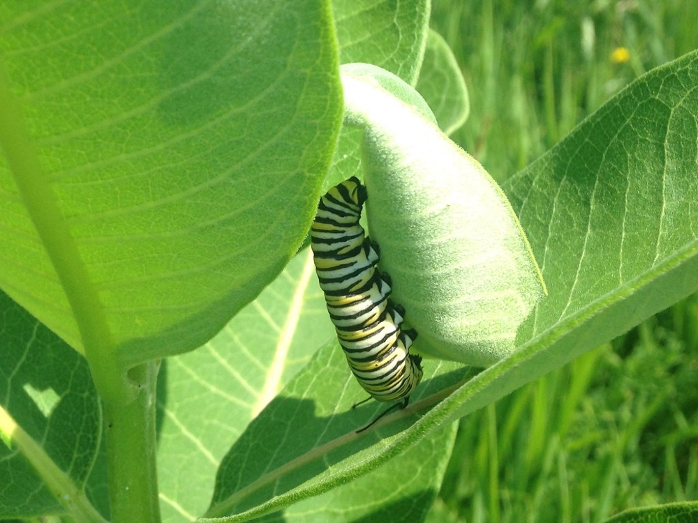 A monarch caterpillar feeding on milkweed during a Cornell College research project.