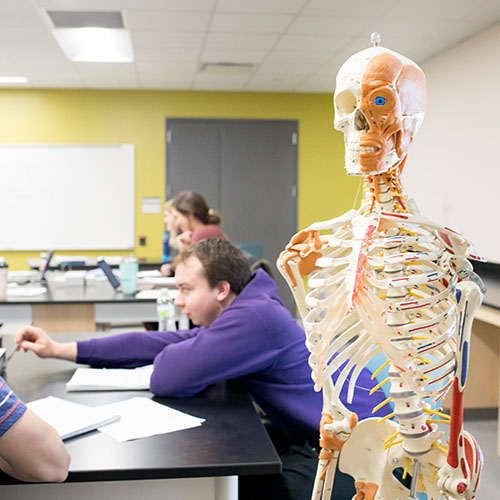 Model of a skeleton in a BMB classroom