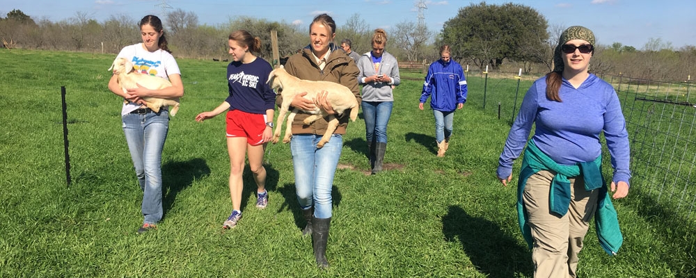 Female students carry baby goats through a field on a service trip with Cornell College. 