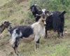 goats near Kastelli