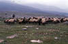 sheep near Plataea