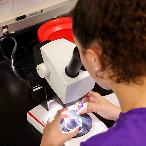 Student analyzing samples with a microscope