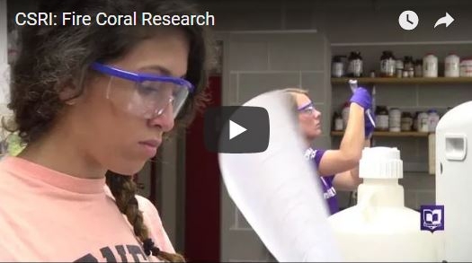 fire coral research
