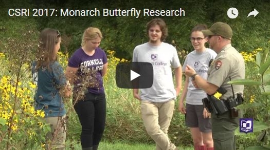 monarch butterflies research
