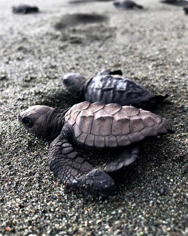 Cornell College students study turtles and their environment