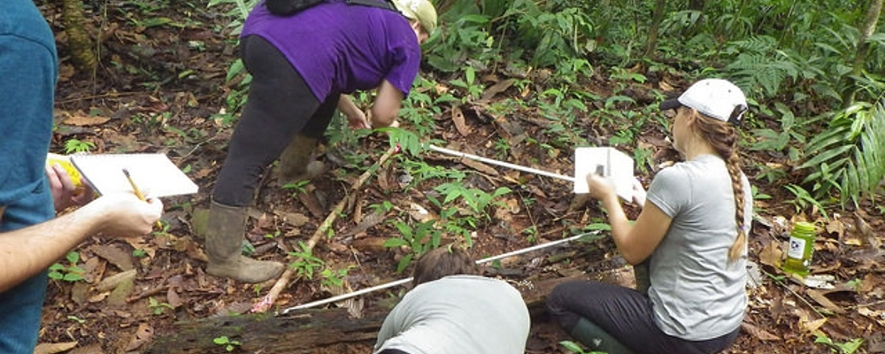 Environmental students conduct field work in Costa Rica. 
