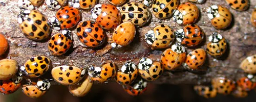 Image of asian beetles